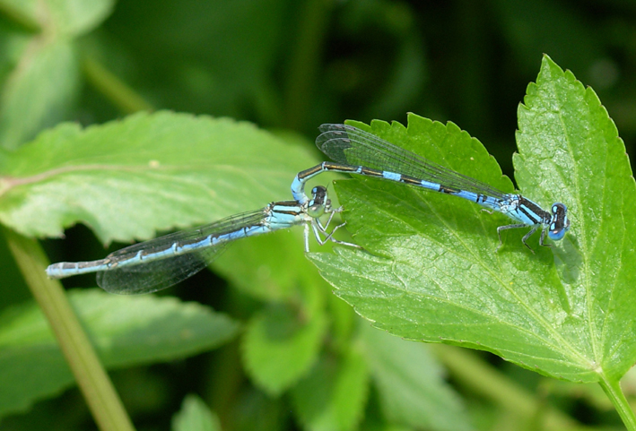 Coenagrion scitulum o caerulescens? caerulescens!